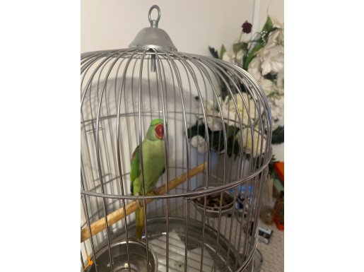 Aleksandır papağanı 