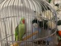 Aleksandır papağanı 