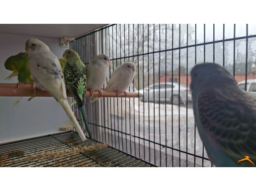 Her tür kuş vardır kalite ve fiyat konusunda şüpheniz olmasn