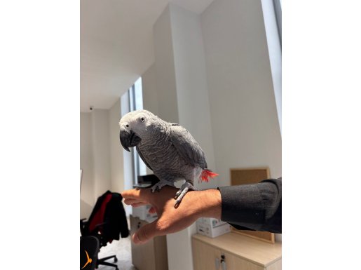 Çok güzel konuşma mevcut