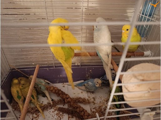 Yeni yeme düsmüs yavru-- anaç erkek disi -- hazir takimlar