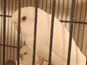 Ev üretimi her renk muhabbet kusu