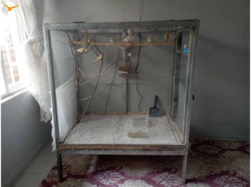 7 tane Kanarya ve Salma kafes 