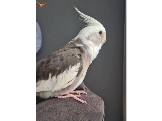 ELE ALIŞIK ERKEK SULTAN