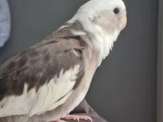 ELE ALIŞIK ERKEK SULTAN