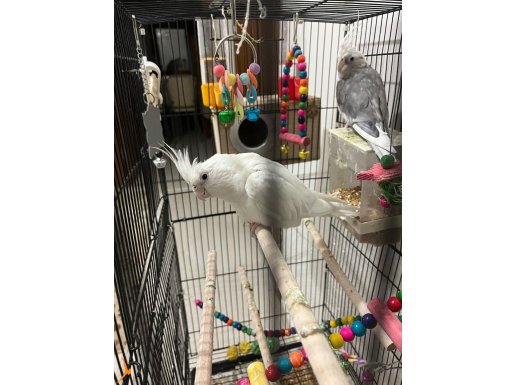 2 yaşında çift ve eşler