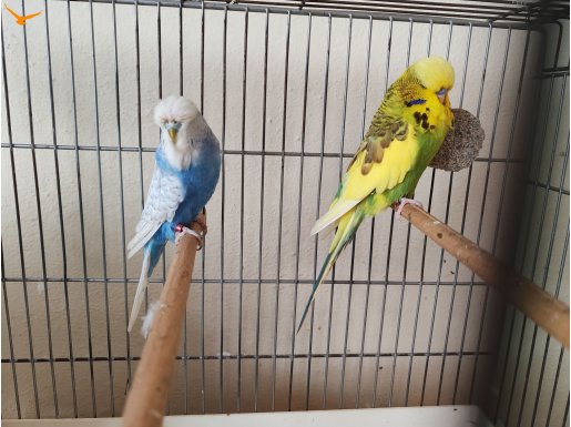 1 çift show orta vasıf 1 çift rainbow 