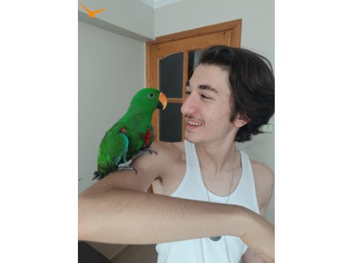 4 Yaşında Eclectus