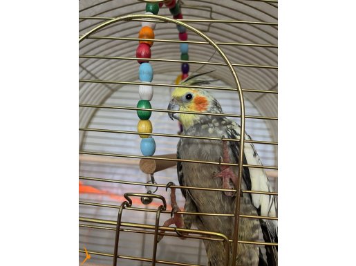 5 aylık sultan papağanı 