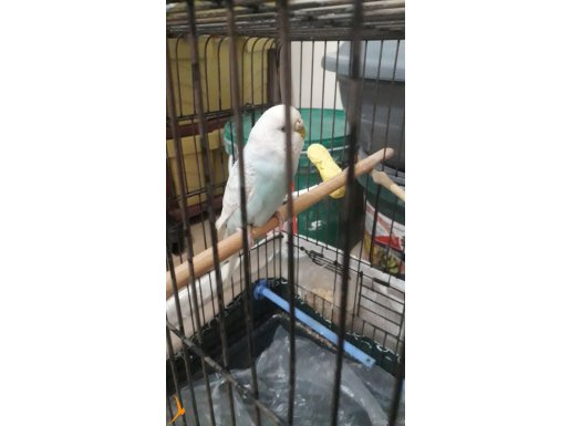 Dişi Muhabbet kuşu 