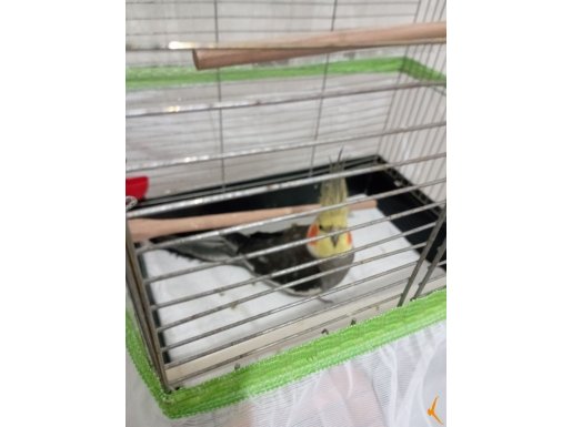 3 AYLIK EĞİTİLMEYE HAZIR SULTAN PAPAĞANI 