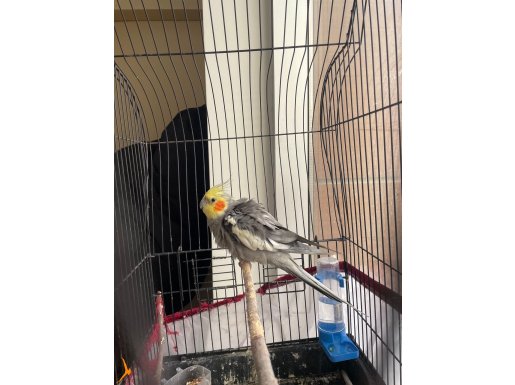 5 yaşında konuşabılıyor ele alışık Erkek papagan