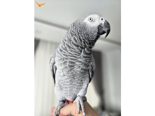 Ele Aliskin blezikli konusan jako