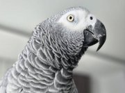 Ele Aliskin blezikli konusan jako