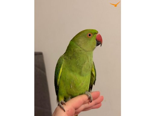 fıstık gibi pakistan papağanı