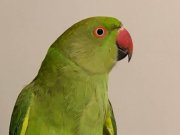 fıstık gibi pakistan papağanı