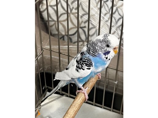 1 çift muhabbet kuş mavişlerim