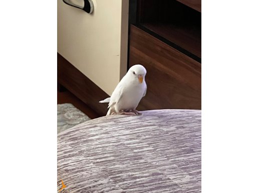 1 çift dişi erkek muhabbet kuş beyaz Meleklerim 