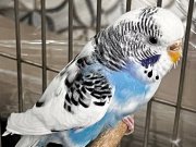 1 çift muhabbet kuş mavişlerim