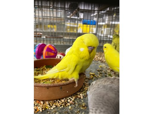 Yeni yeme düşmüş Jumbo yavrular