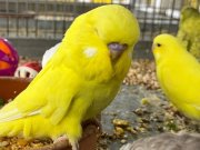 Yeni yeme düşmüş Jumbo yavrular