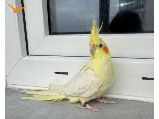 DAMIZLIK DİŞİ SULTAN PAPAĞANI