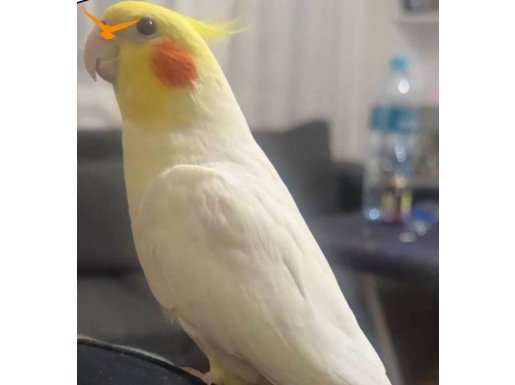 KONUŞAN SULTAN PAPAĞANI - EVCİL UYSAL OYNAMALIK