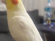 KONUŞAN SULTAN PAPAĞANI - EVCİL UYSAL OYNAMALIK