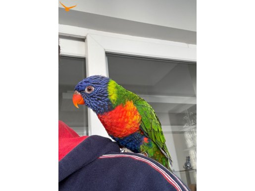 Geveze Lori Gökkuşağı Papağanı