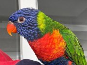 Geveze Lori Gökkuşağı Papağanı