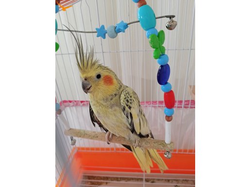 SULTAN PEARL DİŞİ 