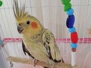 SULTAN PEARL DİŞİ 