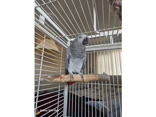 Sahibinden ingilizce türkçe kelimeler söyleyen