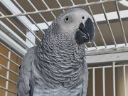 Sahibinden ingilizce türkçe kelimeler söyleyen