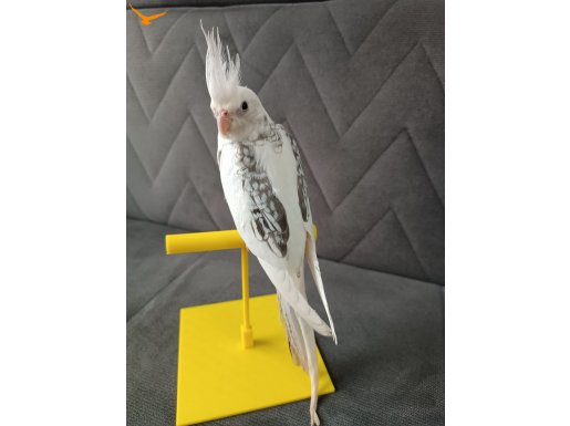 Yeme Düşmüş Yavru Sultan Papağanı 