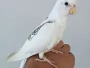  Heavy Pereal Zincir Erkek Yavru 