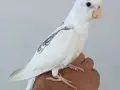  Heavy Pereal Zincir Erkek Yavru 