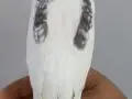  Heavy Pereal Zincir Erkek Yavru 