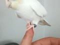 Creamface Erkek Konuşan Ful Evcil 