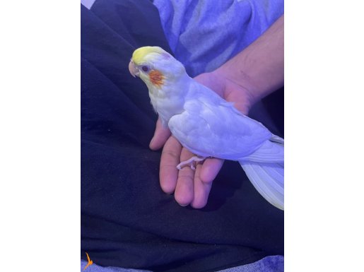Ele Alışkın yavru lutino sultan papağanı 