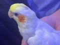 Ele Alışkın yavru lutino sultan papağanı 