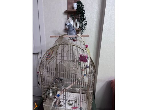 Jako papağan Acil Ankara içi