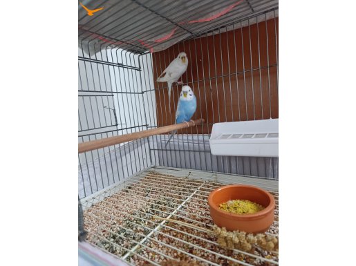 İster toplu ister takım takım 