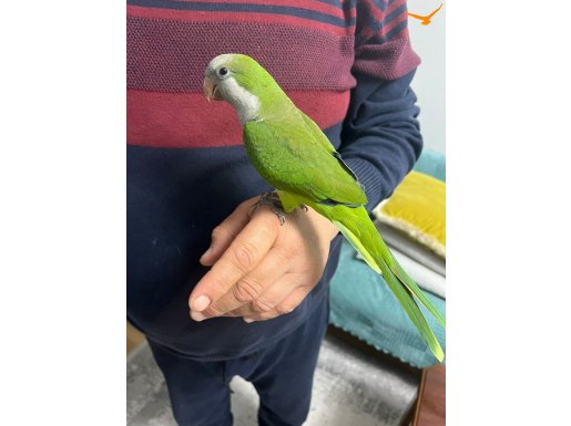 9 AYLIK ERKEK MONK PAPAĞANI