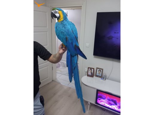 EVCİL KONUŞAN MACAW