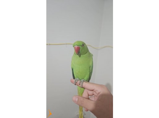 pakistan papağanı 9.5 aylık 