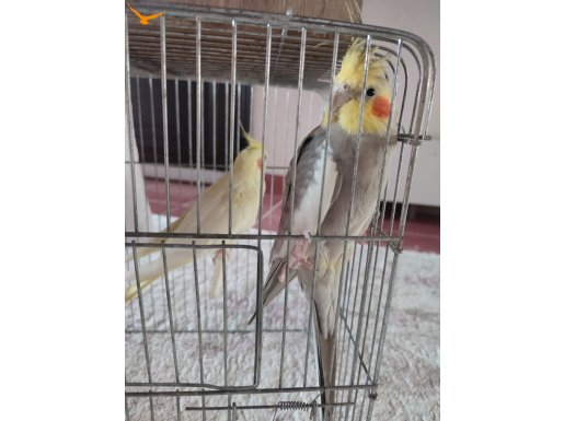 Çift sultan papağanı 