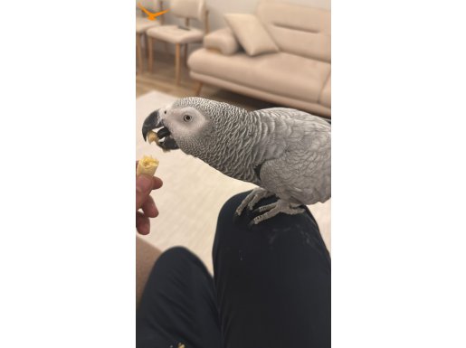 Jako papağanı ve kafesi