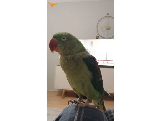 Alexander papağan L boy 1 yaş civarı 