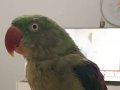 Alexander papağan L boy 1 yaş civarı 